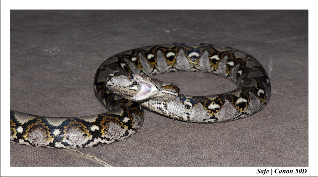 2009   08   Kho samui 11